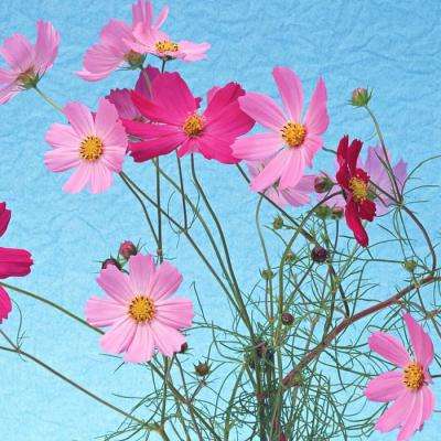 半岛彩票手机app下载